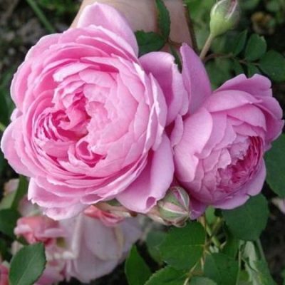 Rosa Alyonushka