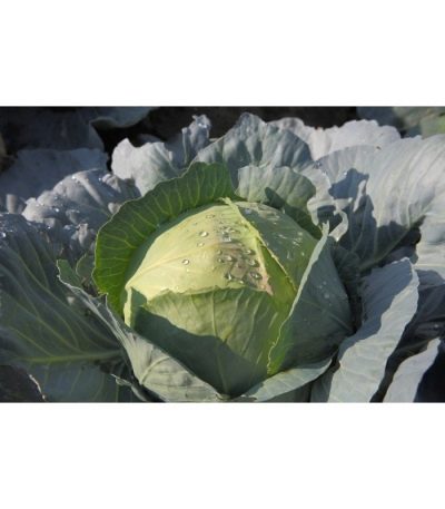 Amager cabbage