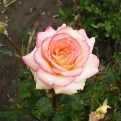 amazone rose