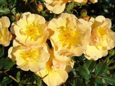 Růže Amber Sun