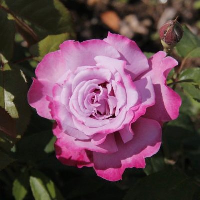 Rose Améthyste