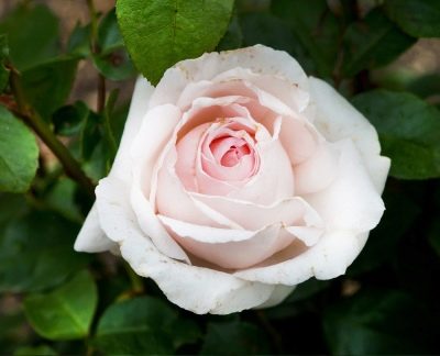Růže André le Notre