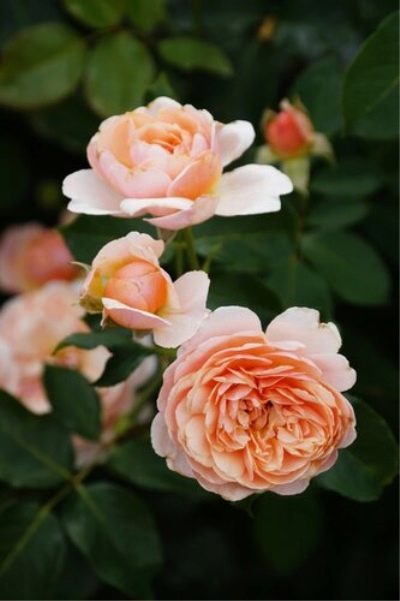 Róża Andre Turku