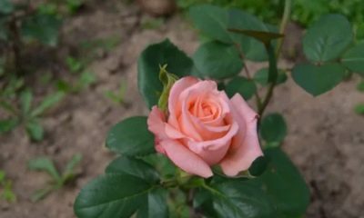 Rose Engagement
