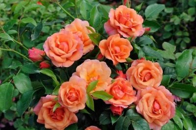 Rose Apricola