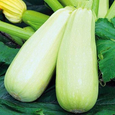 Courgette Aral
