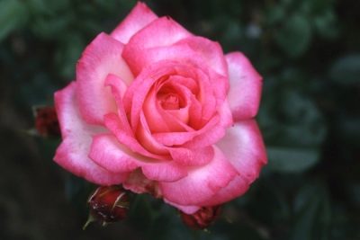 Rose harlekin