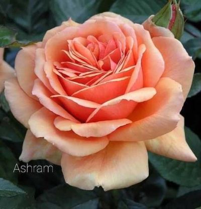 Ashram rosa