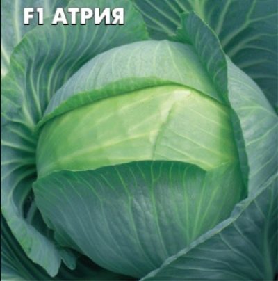 Atria cabbage