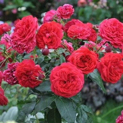 Rose aus Rosenheim