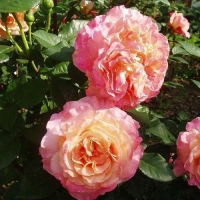 Rose af Augusta Louise