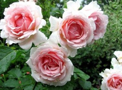 Rose Ballade