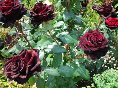 Růže Barcarole