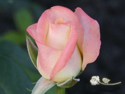 Rosa Bella Perla