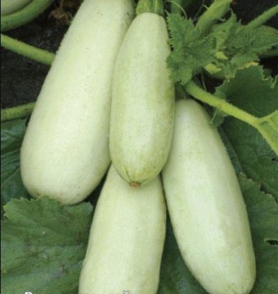 Zucchine Belogor