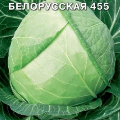 Belarusian cabbage 455
