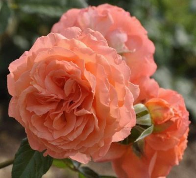 Rose Belvédère