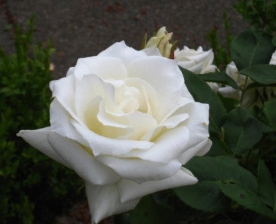 Ours polaire rose