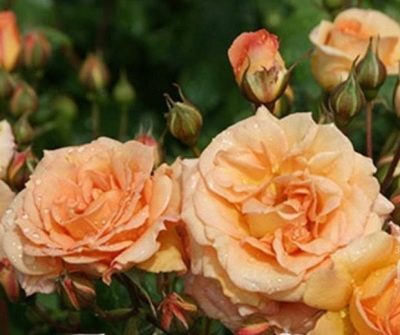 Rose Bentheimer arany