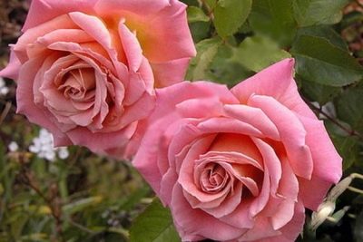 Bermudes roses