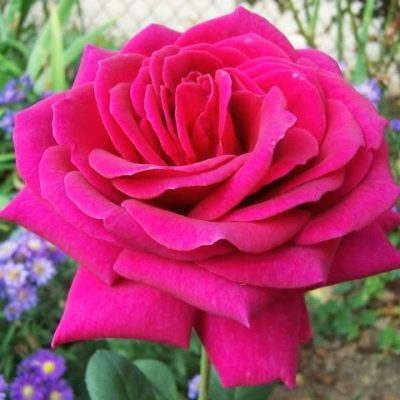 Růže velká fialová