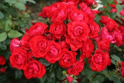 Rose Forêt-Noire Rose