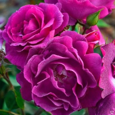 Bluebel rose