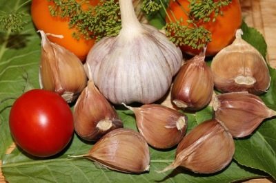 Garlic Bogatyr