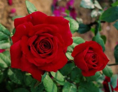 Růže Botero