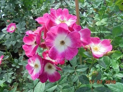 Růže Bukavu
