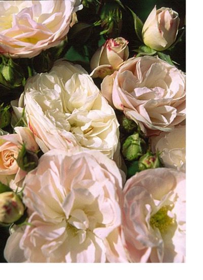 Rose Bouquet Parfait