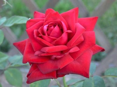 Rose Burgundy 81