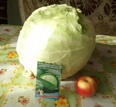 Cabbage Miracle on record