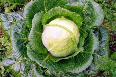 Cyclops Cabbage