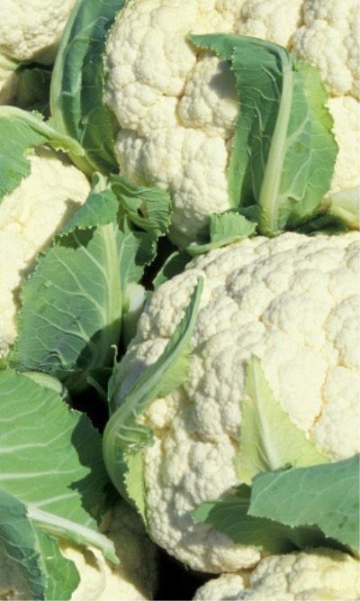 Cauliflower Dachnitsa