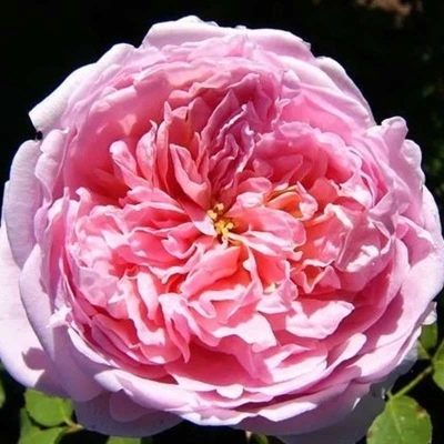 Rosa Dama de Chenonceau