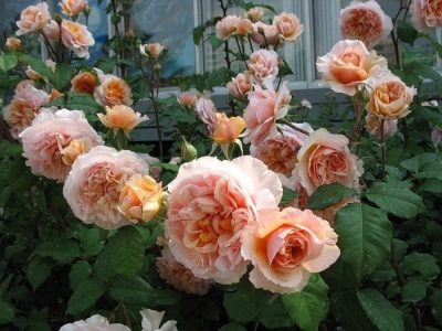 Róża Denis Khan