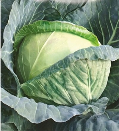 Dobrovodskaya cabbage
