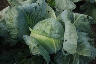 Dominant cabbage