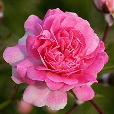 Róża Dorothy Perkins