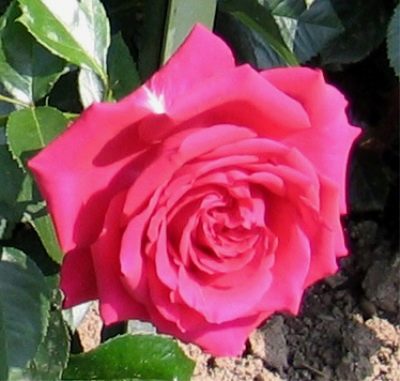 Rose Doftrausch