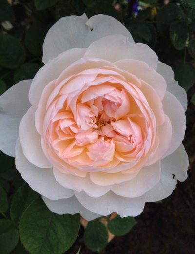Rose Gentle Hermelien