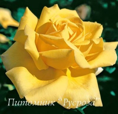 Růže Gina Lollobrigida