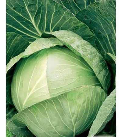 Cabbage Favorite