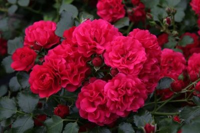 Rose Gartenfreude