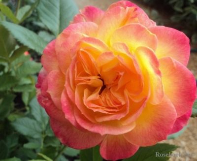 Rose Gartenspas