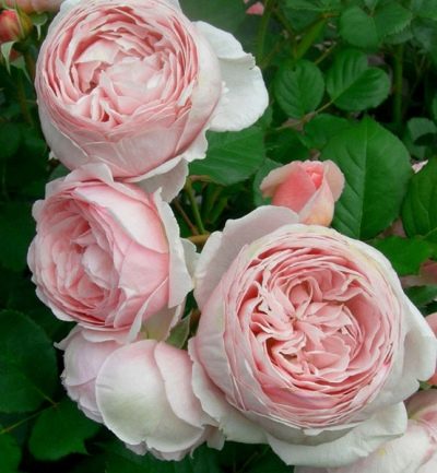 Rose Gartentraum