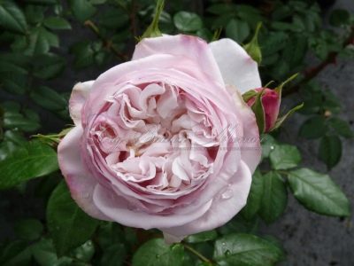 Rose Herkules