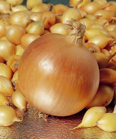 Onion Hercules