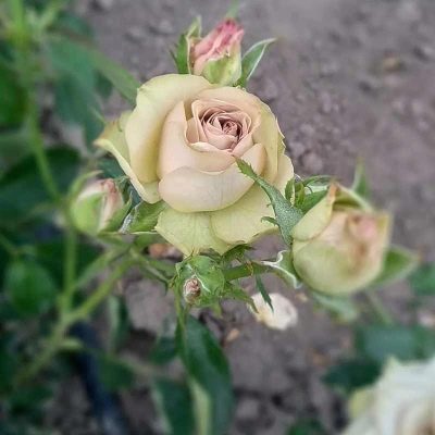 Hipnoza ruže